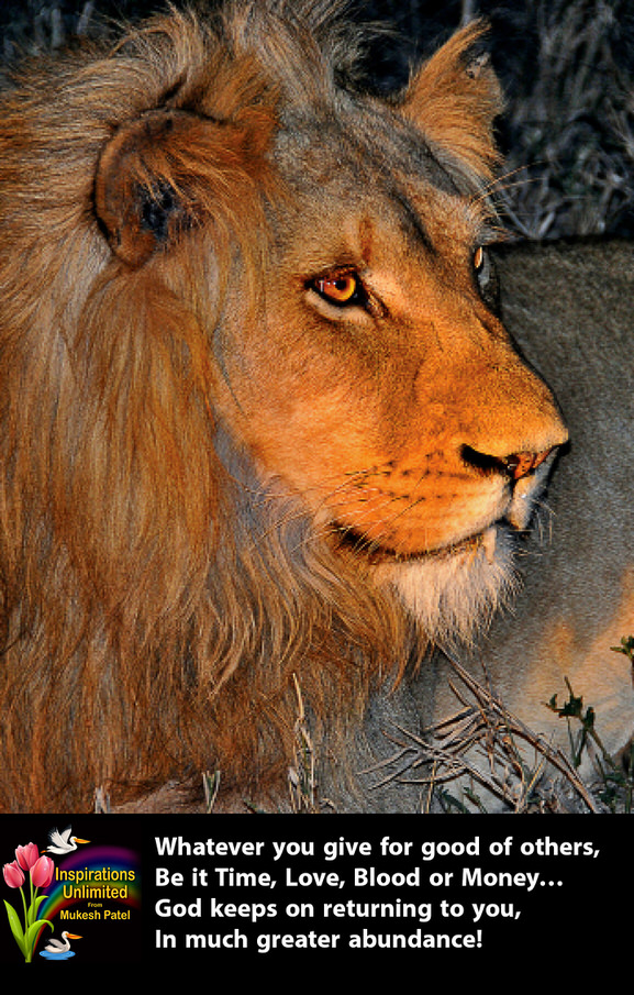 AFRICAN LION