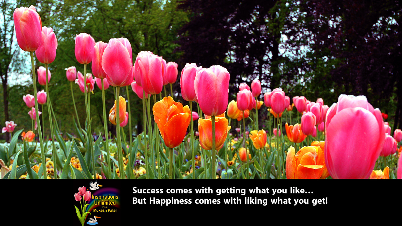 Multicolor Tulips