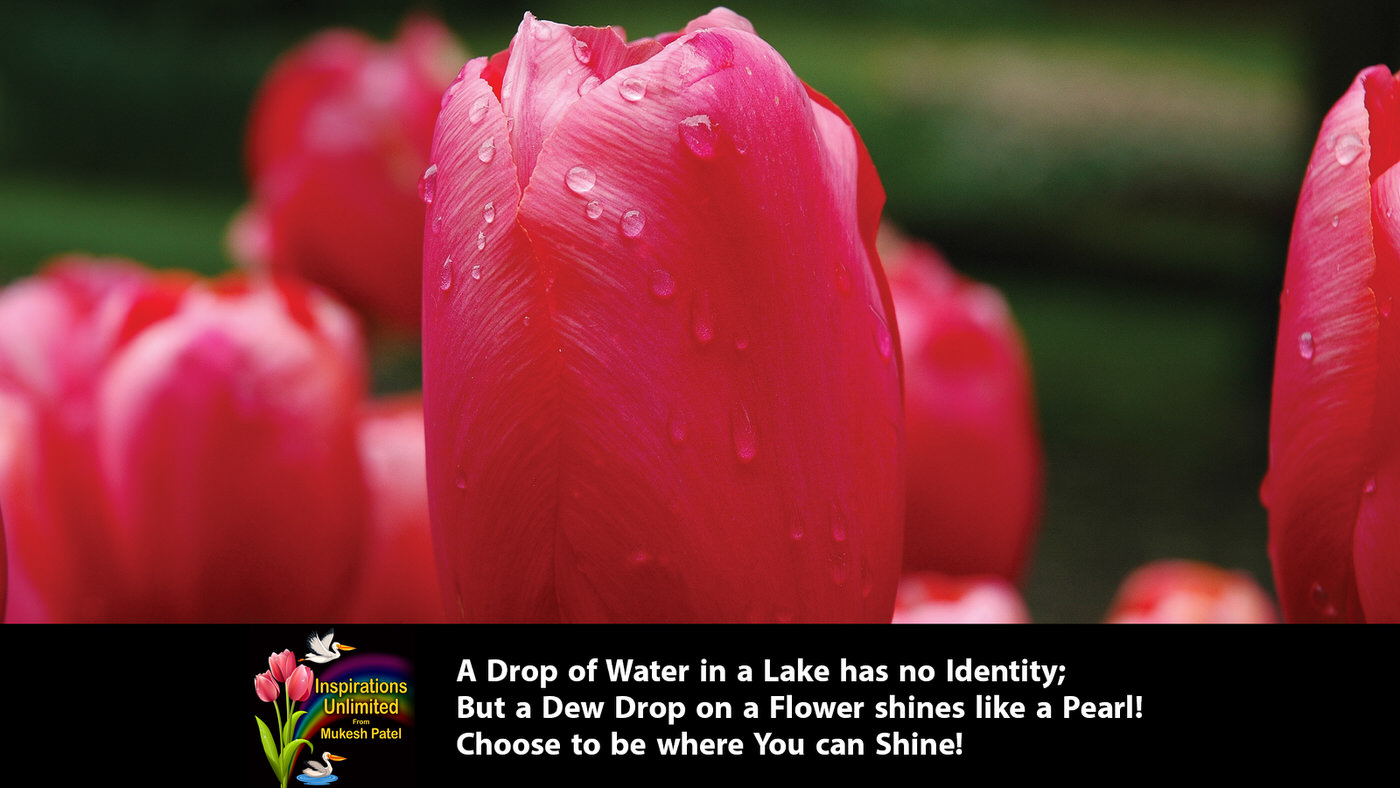 Dew Drop on Tulips